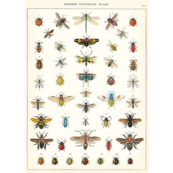 Vintage Poster/Gift Wrap | Nat History Insects