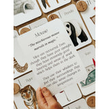 Around the World Phonics and Sounds Flashcards