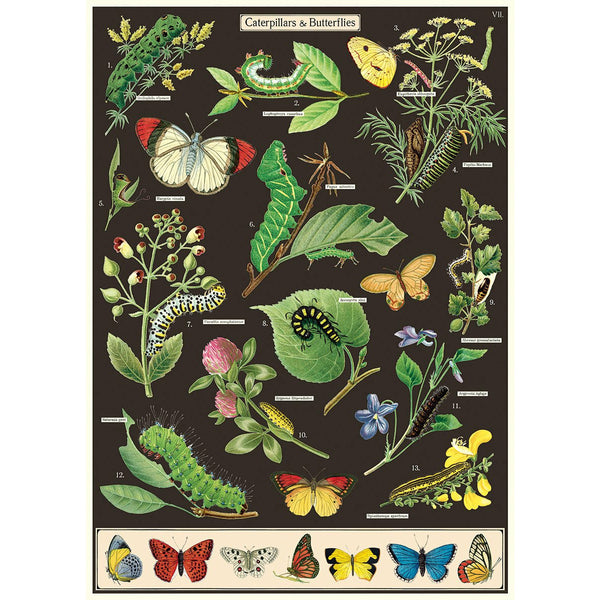 Vintage Poster/Gift Wrap | Caterpillars