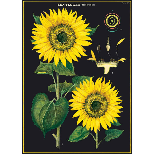 Vintage Poster/Gift Wrap | Sunflower