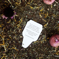 Echinacea | Gift of Seeds